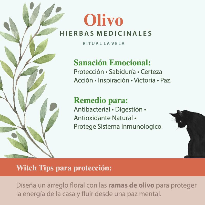 Olivo Hierba y Planta Medicinal