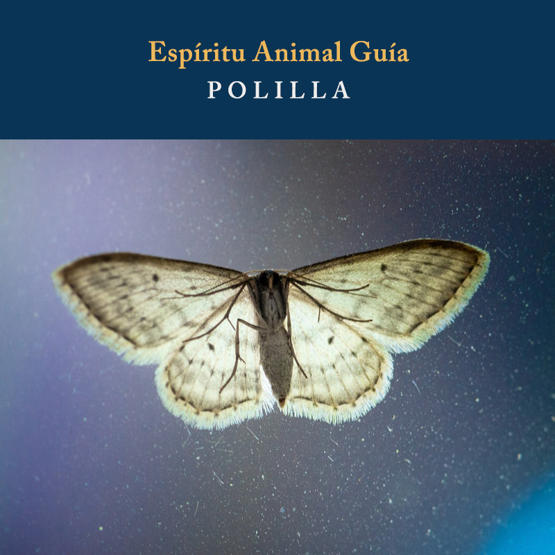 Espíritu Animal Guía: Polilla